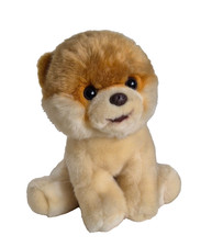 Boo der süßeste Hund der