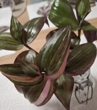 Tradescantia Dark Discolor Multicolor 