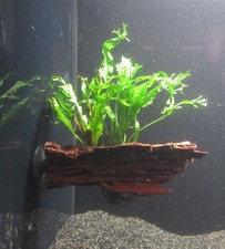 Wurzel+Saugnapf m. Microsorium pt. windelov - Javafarn Aquarienpflanze Aquarium