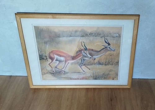 Afrikanische springbock - afrikanische,