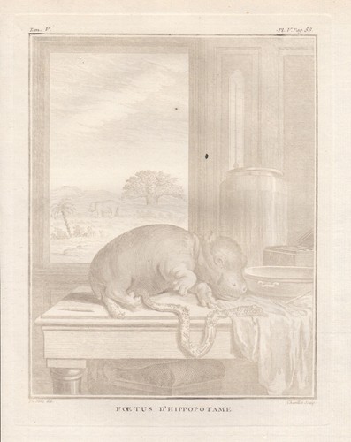 Flusspferde hippopotamus - flusspferde,