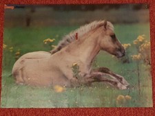 Poster Bild Pferdeposter Pferde 