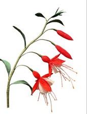 Fuchsia Lady aus Krepppapier