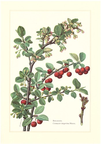 Bergmispel cotoneaster - bergmispel,