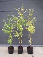 Metasequoia glyptostroboides - Urweltmammutbaum Pflanze 100-120cm Frost