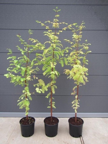 Metasequoia glyptostroboides - ,