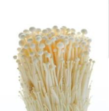 Frische Enoki - 400g Packung