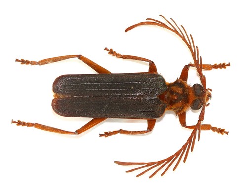 Coleoptera cerambycidae - coleoptera,,