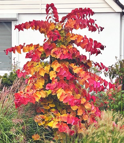 Baldur garten cercis eternal - baldur,