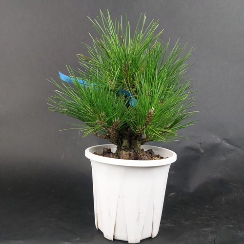 Bonsai schwarzkiefer pinus - bonsai-schwarzkiefer,,