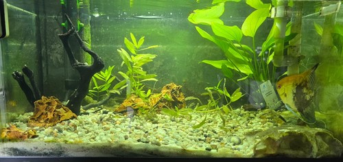 Rechteckiges glas aquarium - rechteckiges, glas-aquarium