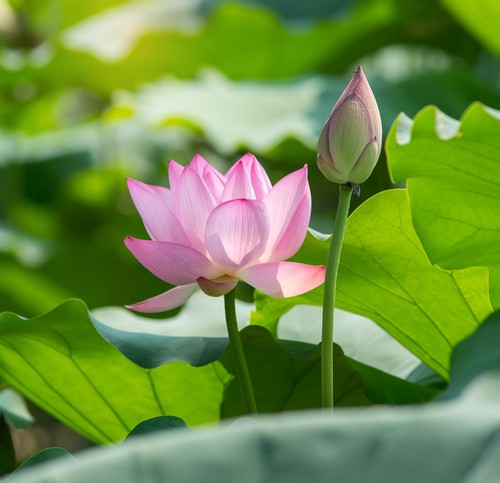 Gute blumen samen - samen, lotusblume