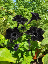 Sale23 schwarze petunie - sale23,