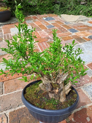 Bonsai prebonsai outdoor - ,,