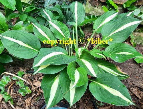 Hosta white bikini mittelgr - *white,