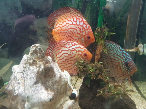 Eheim aquarium kombination - eheim, aquarium-kombination