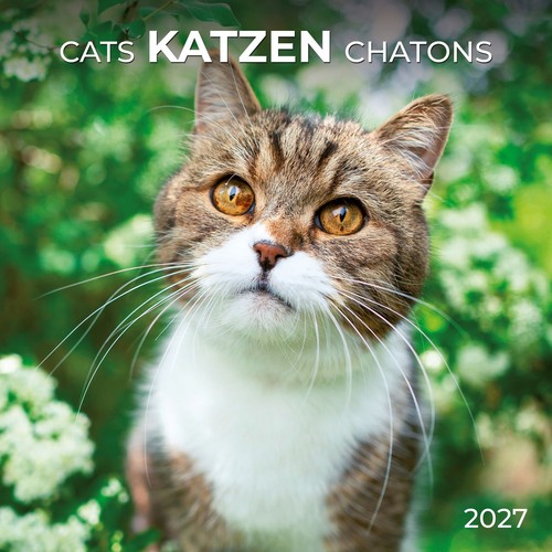 Katzen cats 2027 kalender - katzen, /