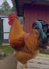 Bruteier New Hampshire