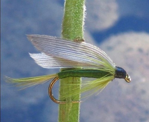 Gilchrist fliegen - gilchrist,