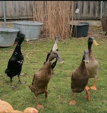 🦆 10 Laufenten Bruteier