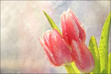 VLIES FOTOTAPETE Selbstklebend