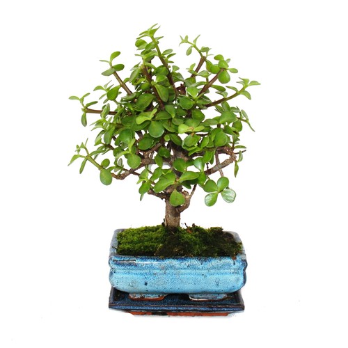 Bonsai portulacaria - -,