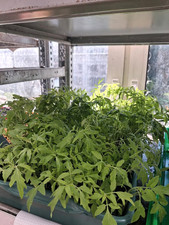 Tomatenpflanzen setzlinge - setzlinge, 10