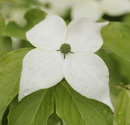 Japanischer blumenhartriegel - japanischer,