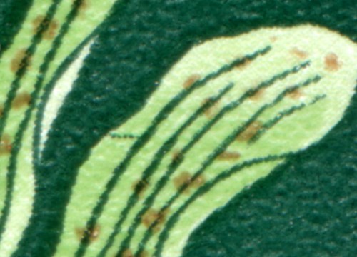 1461 knabenkraut mit - 1461, plf