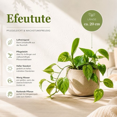 Efeutute 20 cm - efeutute,