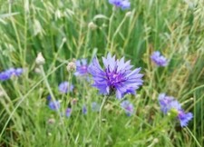 Kornblume, Cyanus segetum, 30 Samen, blau Kornblume vom Feld