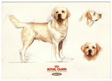 Künstler-AK Hunde, Labrador Retriever / Zeichnung, Skizze, Studie (Royal Canin)