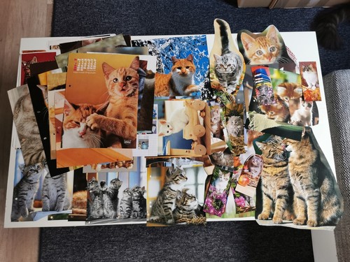 Katzenbilder drucke kalender - katzenbilder,