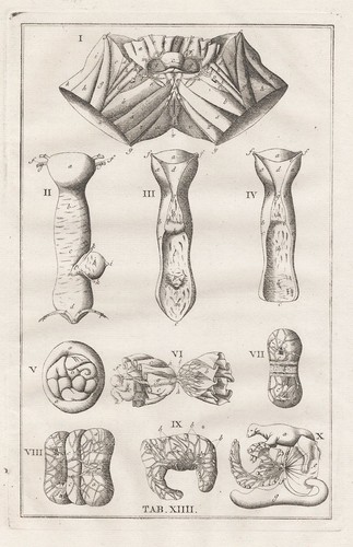 Menschliche organe human - menschliche,
