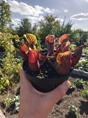 Sarracenia purpurea - , xl