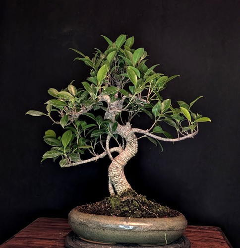 Bonsai chinesische feige ficus - chinesische,