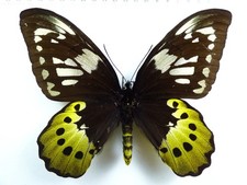 + ENTOMOLOGIE, SCHMETTERLING: ORNITHOPTERA GOLIATH SUPREMUS f. ELISABETH-REGINAE