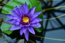 Blaue zwergseerose - blaue,