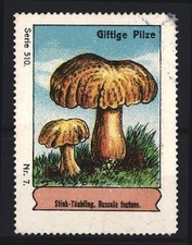 Reklamemarke Giftige Pilze