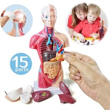 Menschliches Körpermodell