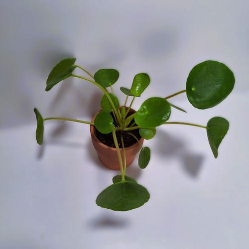 Pilea peperomioides - , –