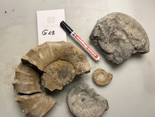 Konvolut fossilien jura - ,