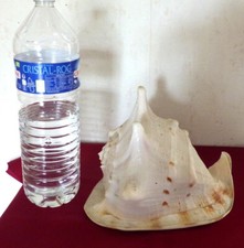 Muschel groß CASSIS CORNUTA