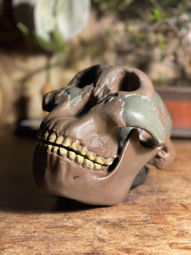 Vintage somso paranthropus - vintage,