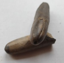 Wundervolle Dactyloteuthis