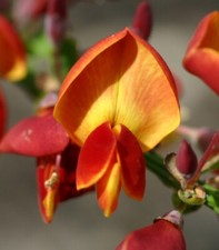 Cytisus scoparius lena - cytisus,