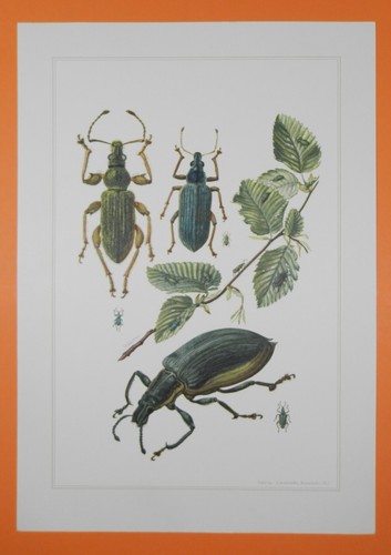 Rüsselkäfer curculionidae - rüsselkäfer,