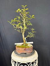 Roter zierapfel bonsai - roter,