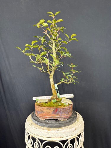 Roter zierapfel bonsai - zierapfel,