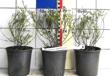 Spirea japonica "Little